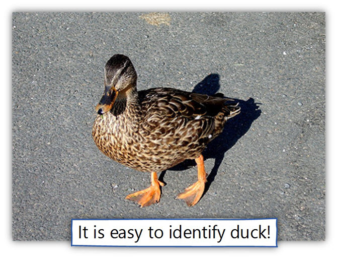 It is easy to identify duck